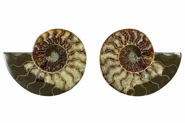 Cut & Polished, Agatized Ammonite Fossil - Madagascar #344472